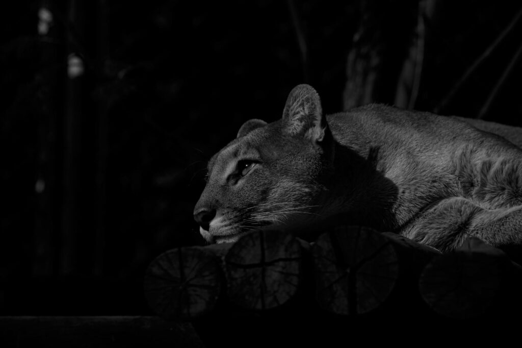 serious puma lying on wooden surface